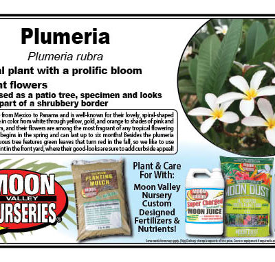 Plumeria