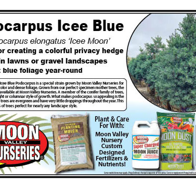 Podocarpus Icee Blue