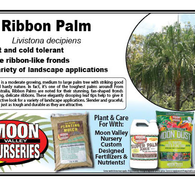 Ribbon Palm
