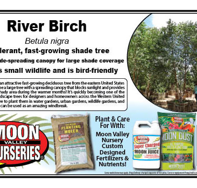 River Birch