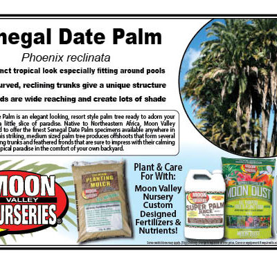 Senegal Date Palm