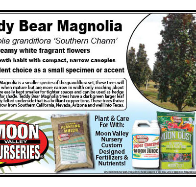 Teddy Bear Magnolia