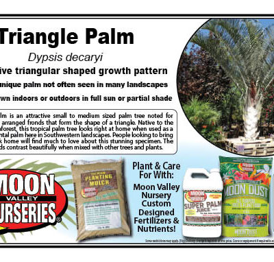 Triangle Palm