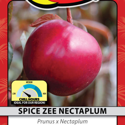 SPICE ZEE NECTAPLUM
