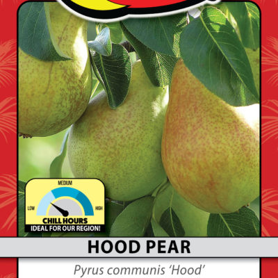HOOD PEAR
