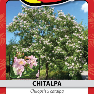CHITALPA