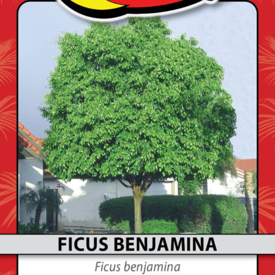 FICUS BENJAMINA