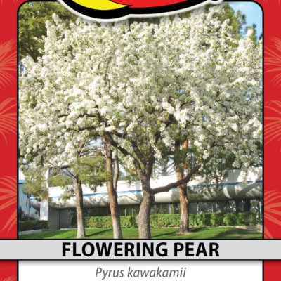 FLOWERING PEAR