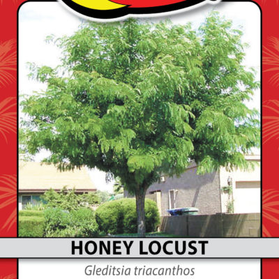 HONEY LOCUST