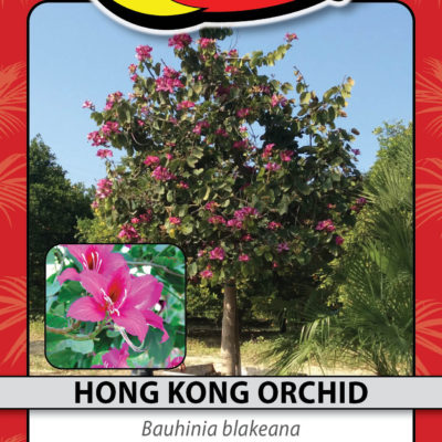 HONG KONG ORCHID