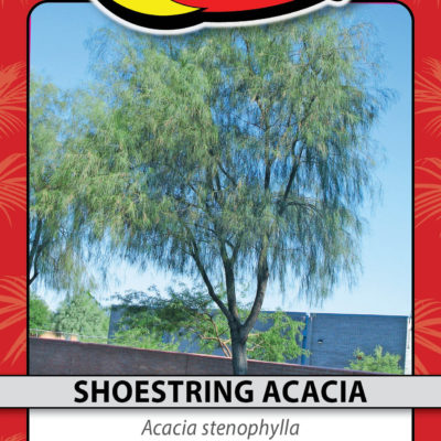 SHOESTRING ACACIA