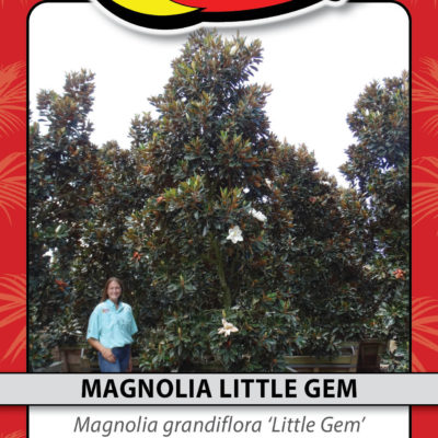 MAGNOLIA LITTLE GEM