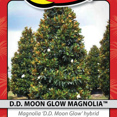 D.D. MOON GLOW MAGNOLIAª