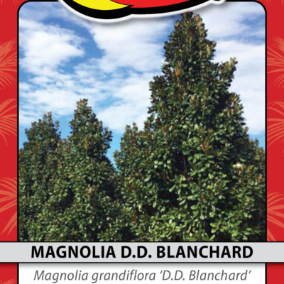 MAGNOLIA D.D. BLANCHARD