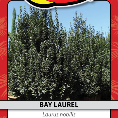BAY LAUREL
