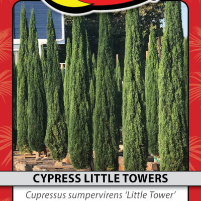 CYPRESS LITTLE TOWERS