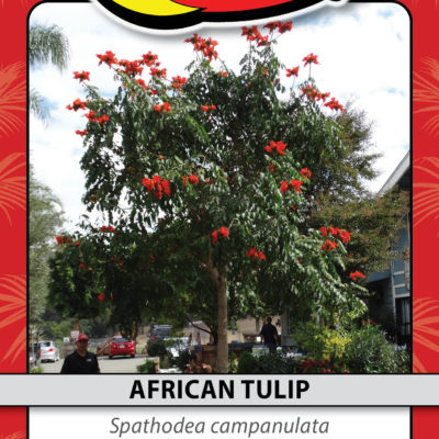 AFRICAN TULIP