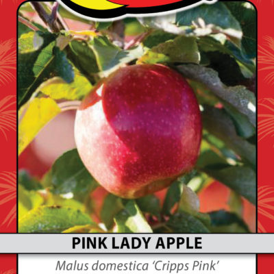 PINK LADY APPLE