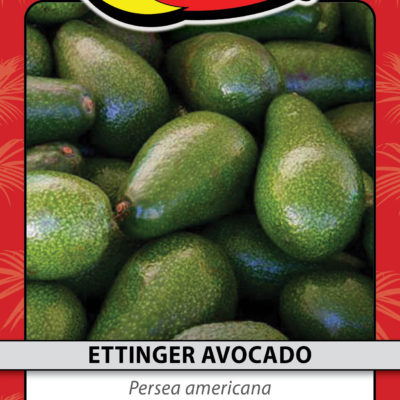 ETTINGER AVOCADO