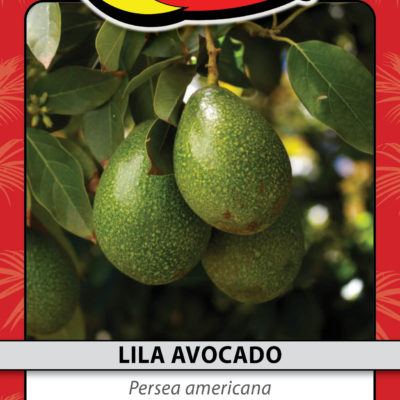 LILA AVOCADO