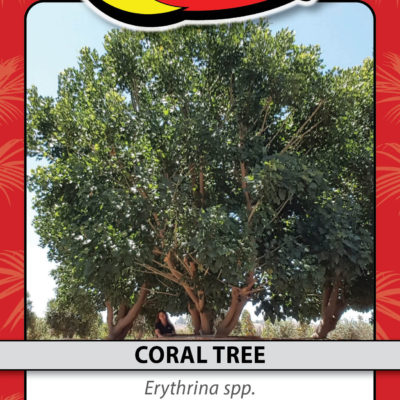 CORAL TREE