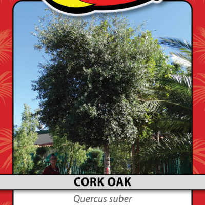 CORK OAK