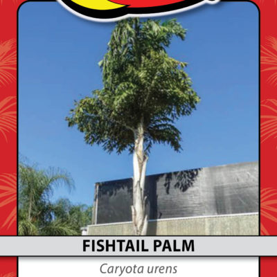 FISHTAIL PALM