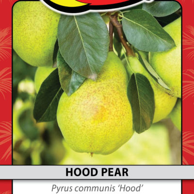 HOOD PEAR