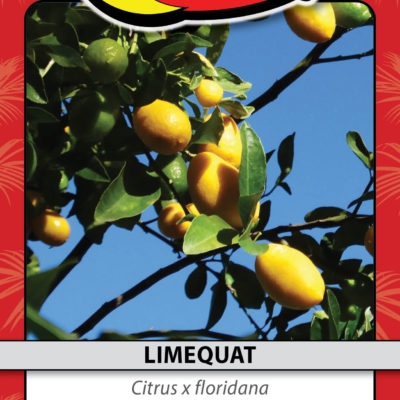 LIMEQUAT