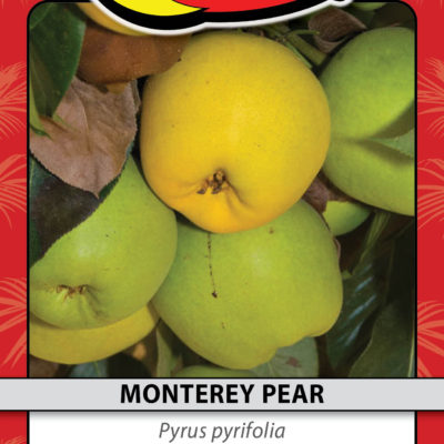 MONTEREY PEAR