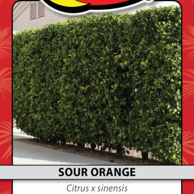 SOUR ORANGE