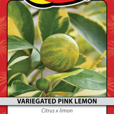 VARIEGATED PINK LEMON