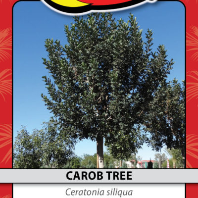 CAROB TREE