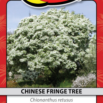 CHINESE FRINGE TREE