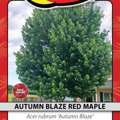 AUTUMN BLAZE RED MAPLE