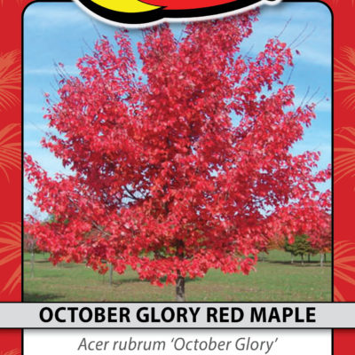 OCTOBER GLORY RED MAPLE