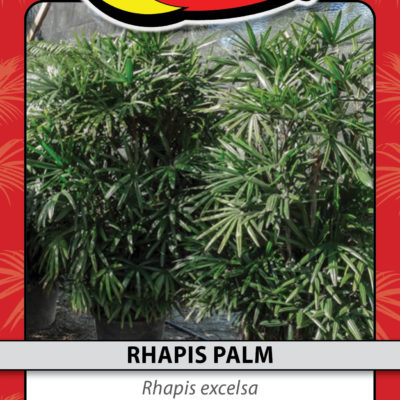 RHAPIS PALM