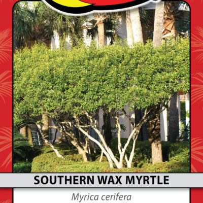 SOUTHERN WAX MYRTLE
