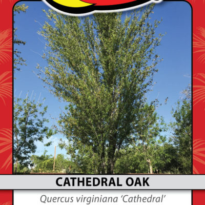 CATHEDRAL OAK
