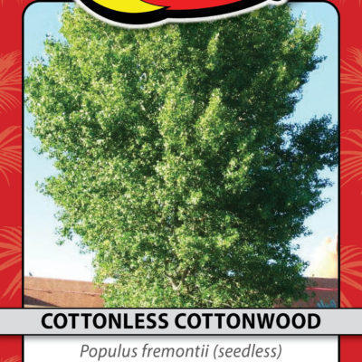 COTTONLESS COTTONWOOD