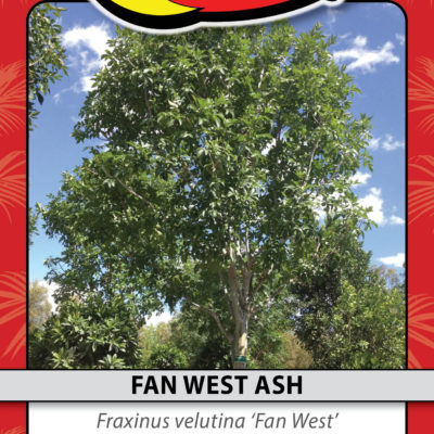 FAN WEST ASH