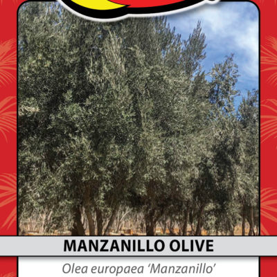 MANZANILLO OLIVE