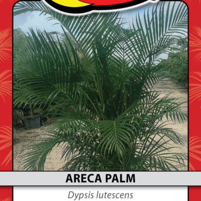 ARECA PALM