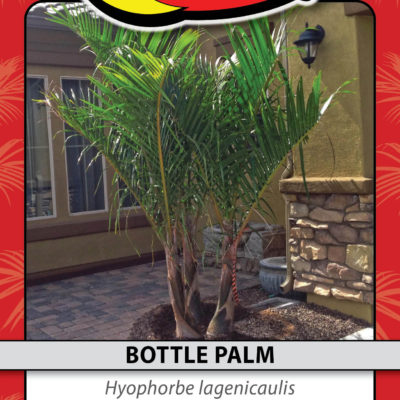 BOTTLE PALM