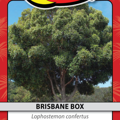 BRISBANE BOX