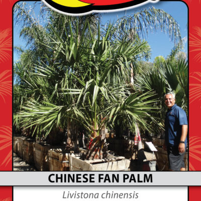 CHINESE FAN PALM