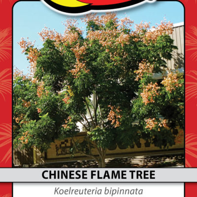 CHINESE FLAME TREE