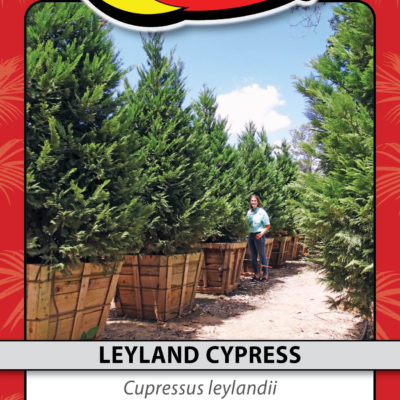 LEYLAND CYPRESS