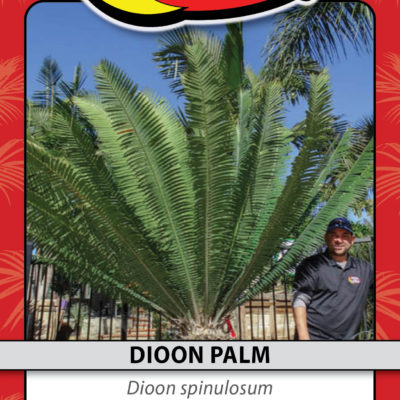 DIOON PALM