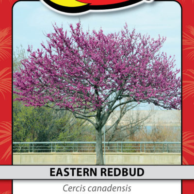 EASTERN REDBUD